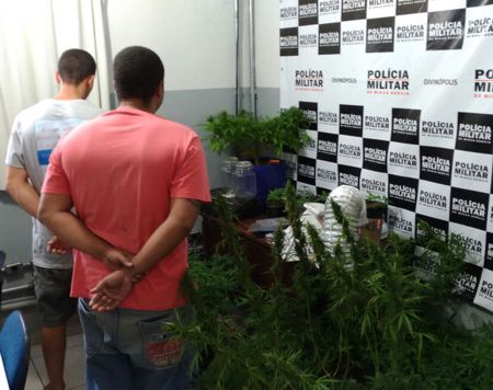 Polícia Militar descobre vasta plantação de maconha no Icaraí, em Divinópolis